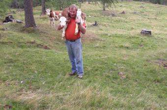 Neugeborenes Kalb auf der Alm 2019